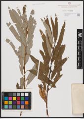 Salix burjatica Nasarow